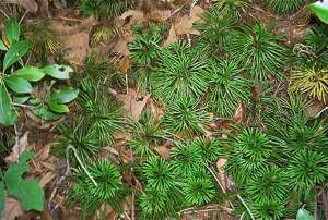 ground pine